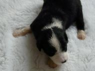 Lulu 16 days old